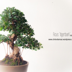 Ficus Tigerbark