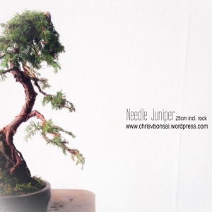 Needle Juniper