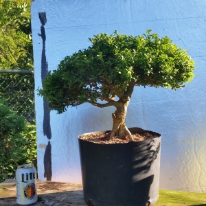 Boxwood