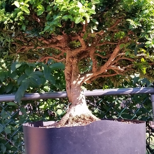 Boxwood