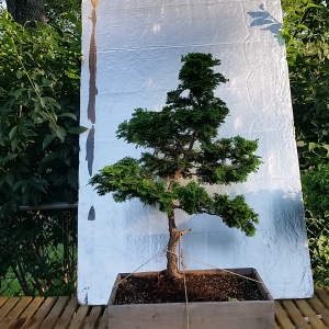 Hinoki cypress