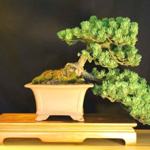 Mugo Pine: Pinus Mugo Mugus