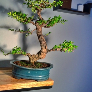 Fukien Tea Tree 34 years old