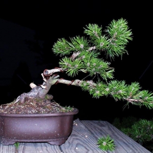 Mugo Pine: Pinus Mugo Mugus