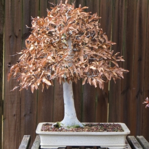 Japanese Beech