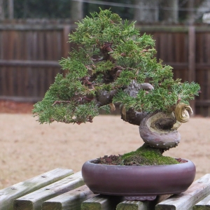 Itoigawa Juniper