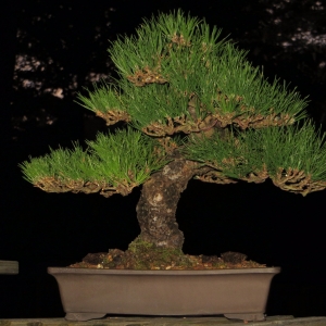 Japanese Black Pine