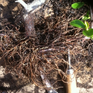 Root work