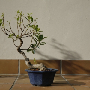 Ficus Retusa 'Tiger Bark' #2