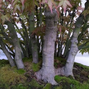 Maple Forest