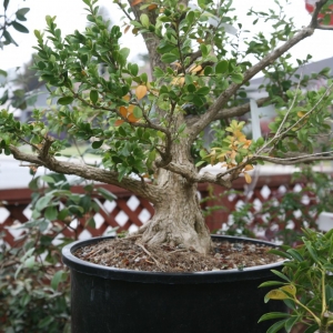 BOXWOOD; B. JAPONICA