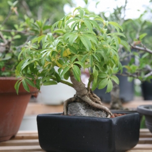 SCHEFFLERA 042815 F