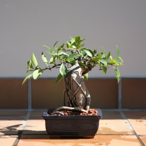 FICUS #3; 050215