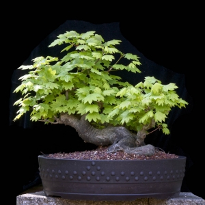 Vine Maple - Now In the Elandan Gardens Collection