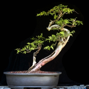 Alaska Yellow Cedar - Now In the Elandan Gardens Collection