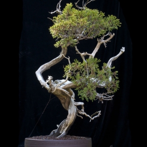 Rocky Mountain Juniper - Now In the Elandan Gardens Collection