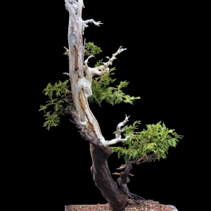 Alaska Yellow Cedar