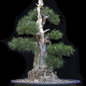 Austrian Black Pine - Now In the Elandan Gardens Collection