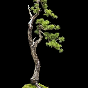 Sub-Alpine Fir