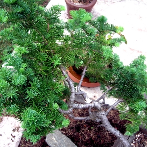 Sub Alpine Fir