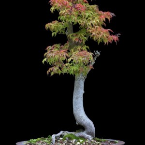 Shishigashiri Maple