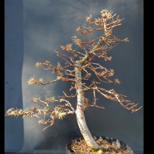 Japanese Larch