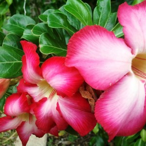 desert rose blooms