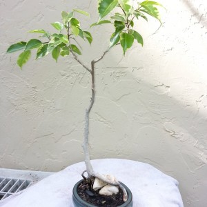 ficus benjamina variegata 3