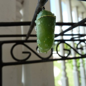 Monarch chrysalis