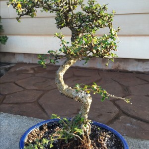 Fukien Tea 3