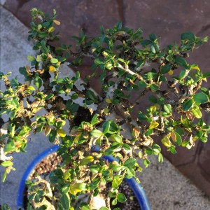 Fukien Tea 5