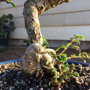 Fukien Tea 6