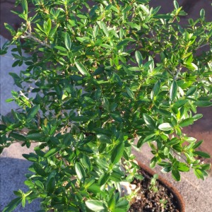 Serissa 5