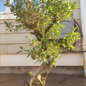 Serissa 6