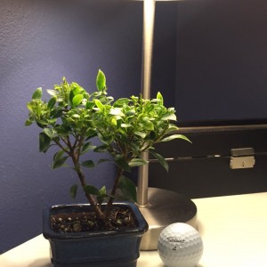 Shohin Ficus 1