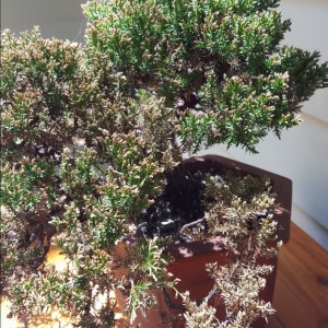 Help With Juniper