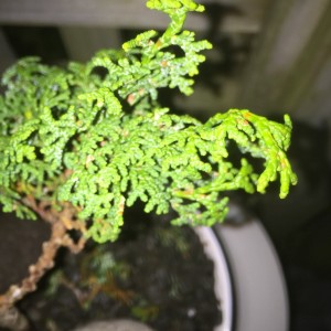 Newbie conifer