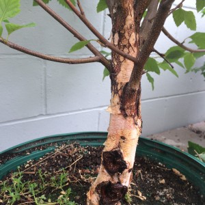 Close up of trunk character