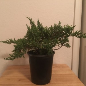 Pre-Bonsai