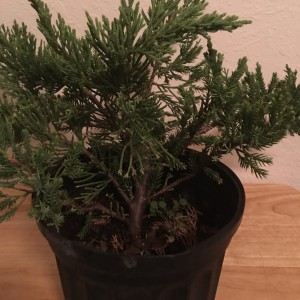 Pre-Bonsai