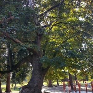 Oak tree marshal park1