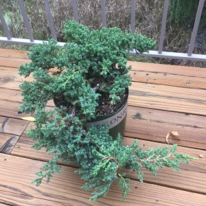 Juniper Top View