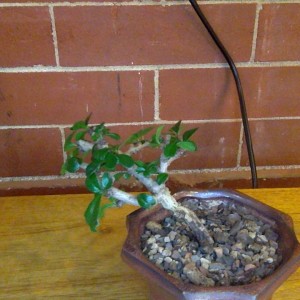 Fukien Tea Tree 1