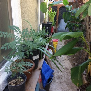 Side of my house/plants/chicken coop