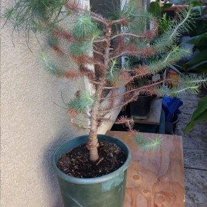 "Bonsai" in question