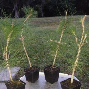 Media '7 year old Japanese black pines' in category 'Bonsai Nut Member Galleries'