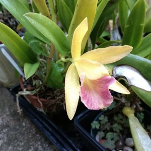 Orchid4