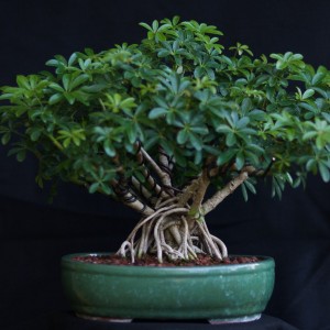 Schefflera