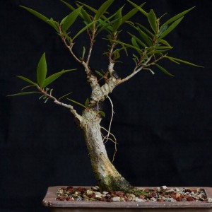 Willow Leaf Ficus