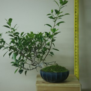 Ficus #2